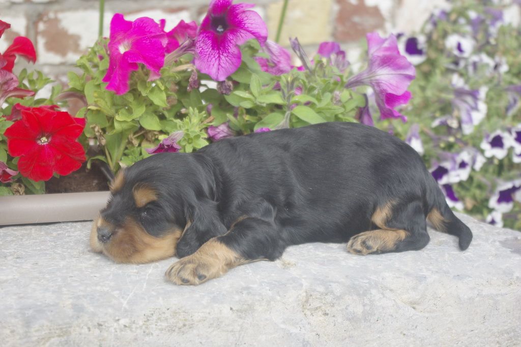 images/contenu/Chiots/Cocker/012/_IGP0743.jpg
