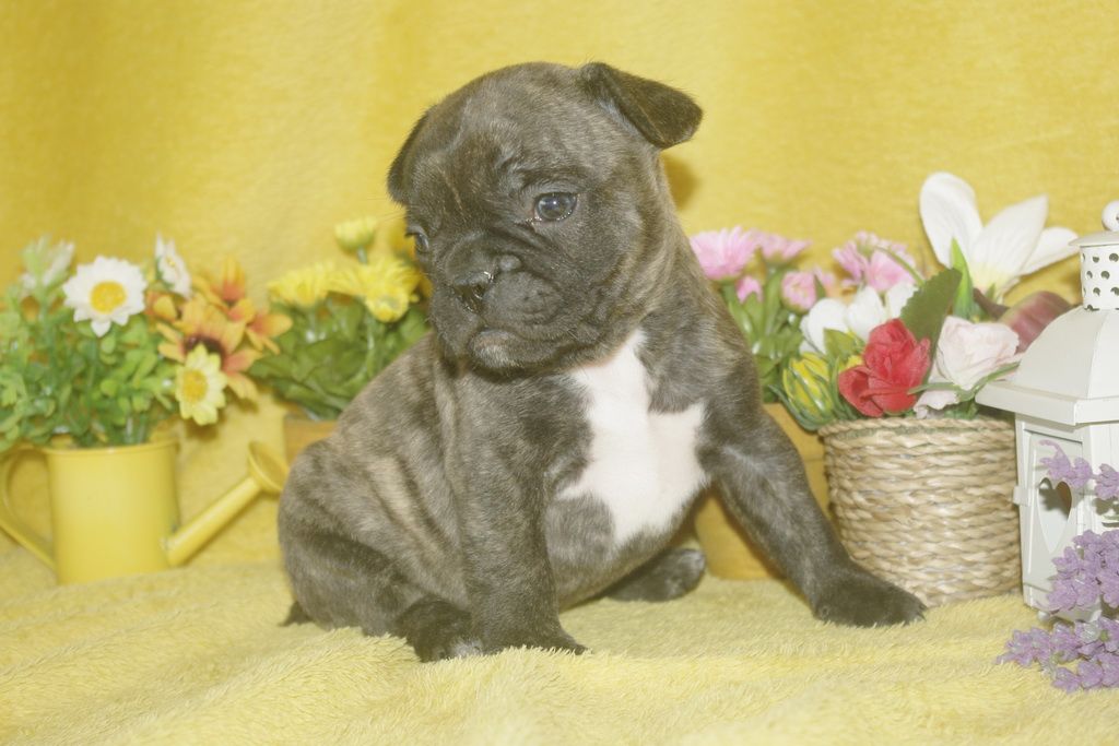 images/contenu/Chiots/Bouledogue/013/bouledogue_franais_003_2.jpg