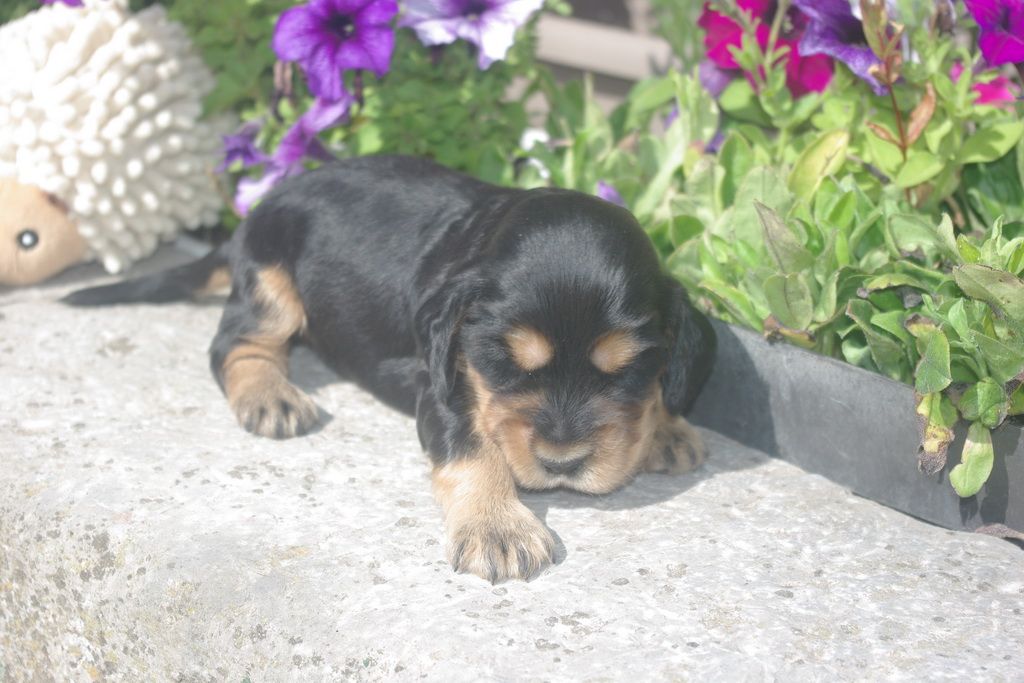 images/contenu/Chiots/Cocker/003/8-cocker_anglais_6.jpg