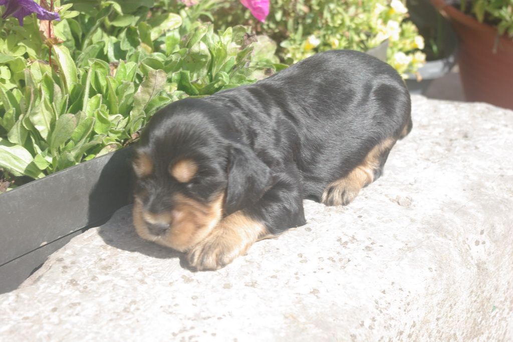 images/contenu/Chiots/Cocker/003/8-cocker_anglais_9.jpg