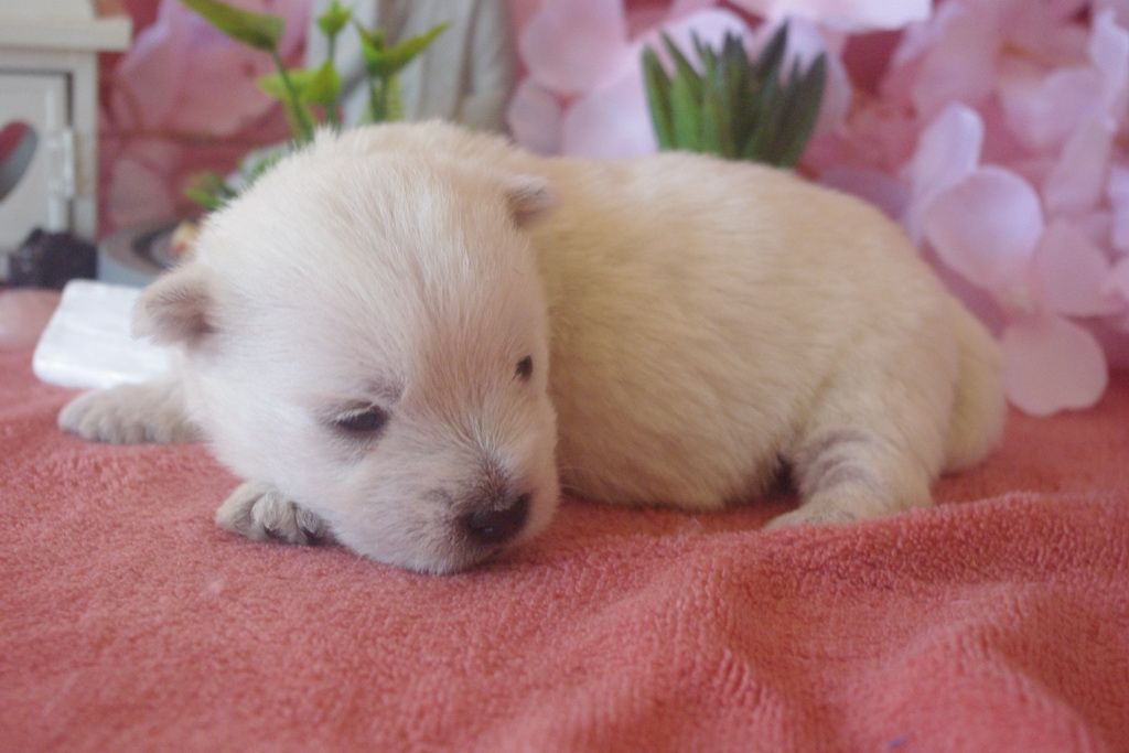 images/contenu/Chiots/westie/005/9-westie_2.jpg