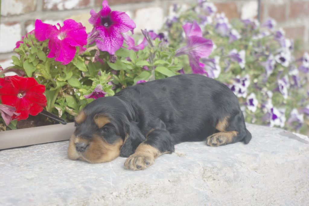 images/contenu/Chiots/Cocker/012/_IGP0746.jpg