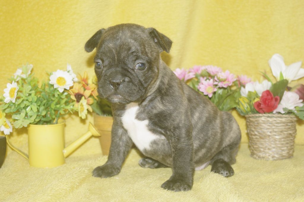 images/contenu/Chiots/Bouledogue/013/bouledogue_franais_003_7.jpg