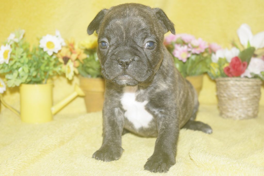 images/contenu/Chiots/Bouledogue/013/bouledogue_franais_003_6.jpg
