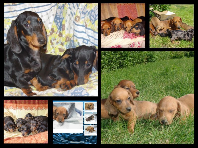 images/contenu/Chiots/teckel/pasdechiots/teckels_a_poils_ras_6.jpg