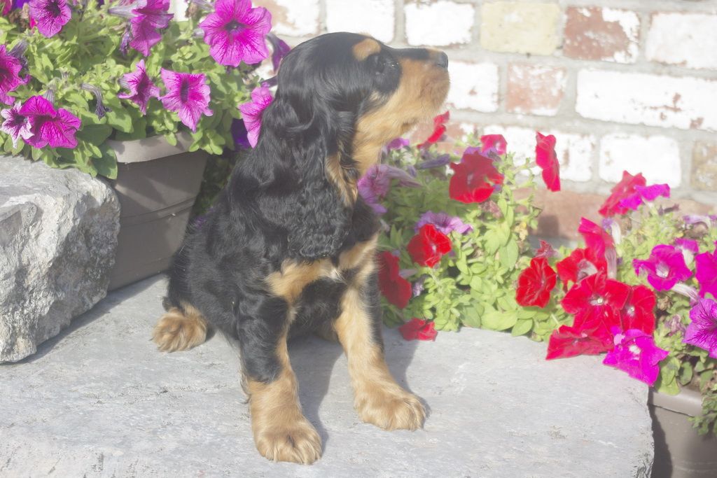 images/contenu/Chiots/Cocker/012/7_coker_anglais_2.jpg