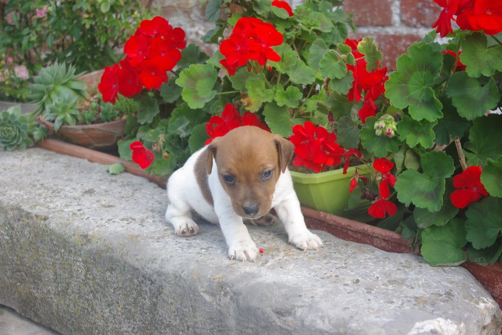 images/contenu/Chiots/jackrussel/004/9-jack_russel_5.jpg