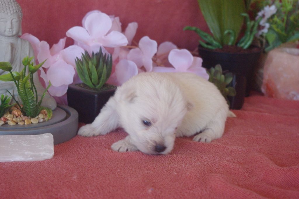 images/contenu/Chiots/westie/007/9-westie_6.jpg
