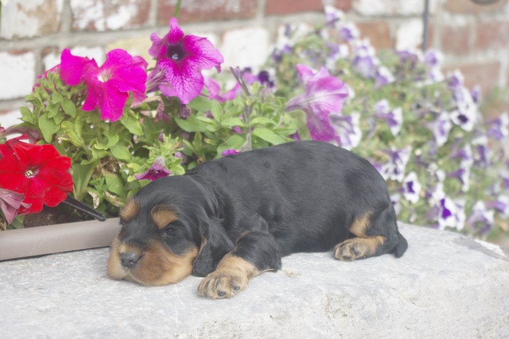 images/contenu/Chiots/Cocker/012/_IGP0745.jpg