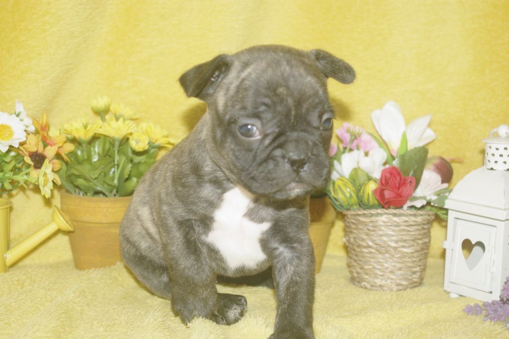 images/contenu/Chiots/Bouledogue/013/bouledogue_franais_003_4.jpg