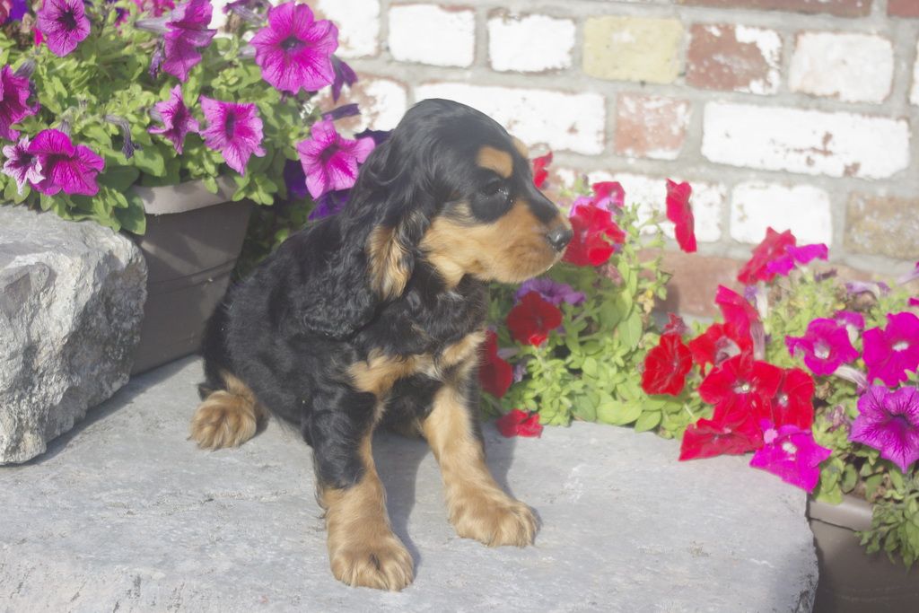 images/contenu/Chiots/Cocker/012/7_coker_anglais_3.jpg