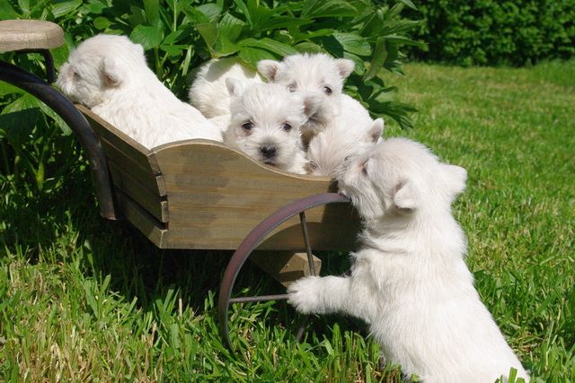 images/contenu/Chiots/westie/pasdechiots/IMGP3287.jpg