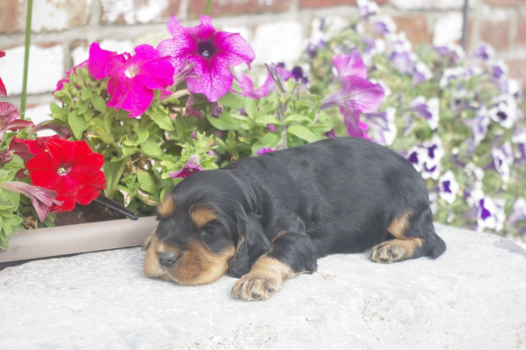 images/contenu/Chiots/Cocker/012/_IGP0744.jpg