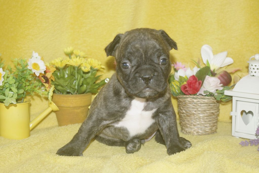 images/contenu/Chiots/Bouledogue/013/bouledogue_franais_003_5.jpg
