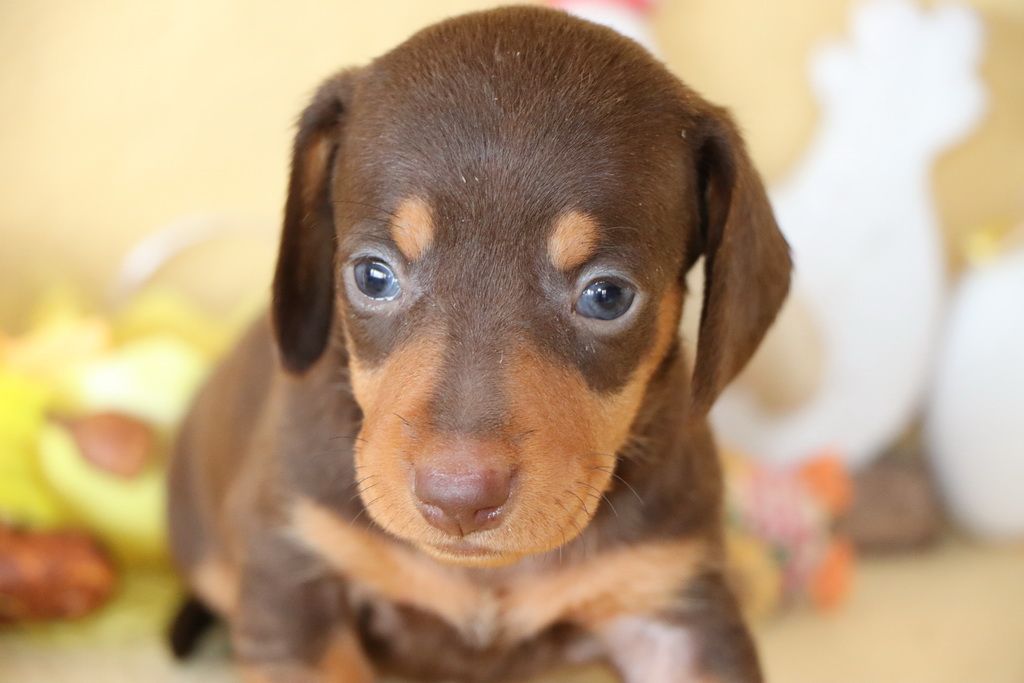 Les Chiens de la Bistade - teckel à poils ras 006