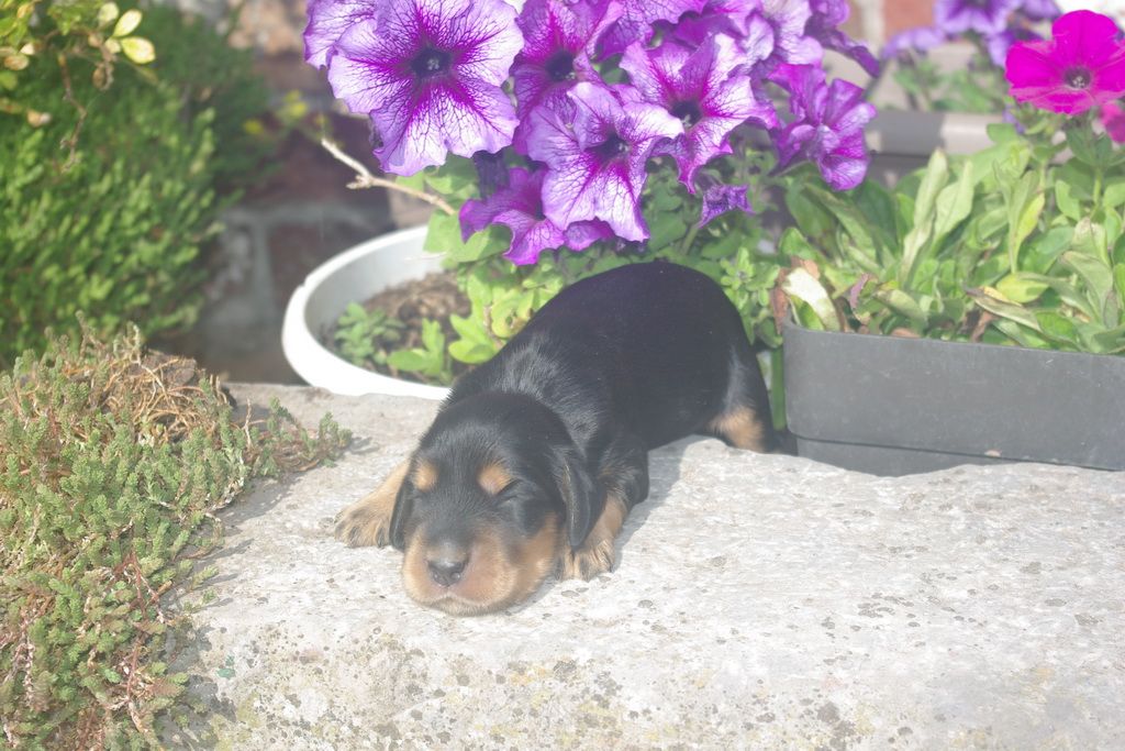 images/contenu/Chiots/Cocker/003/9-cocker_anglais_6.jpg