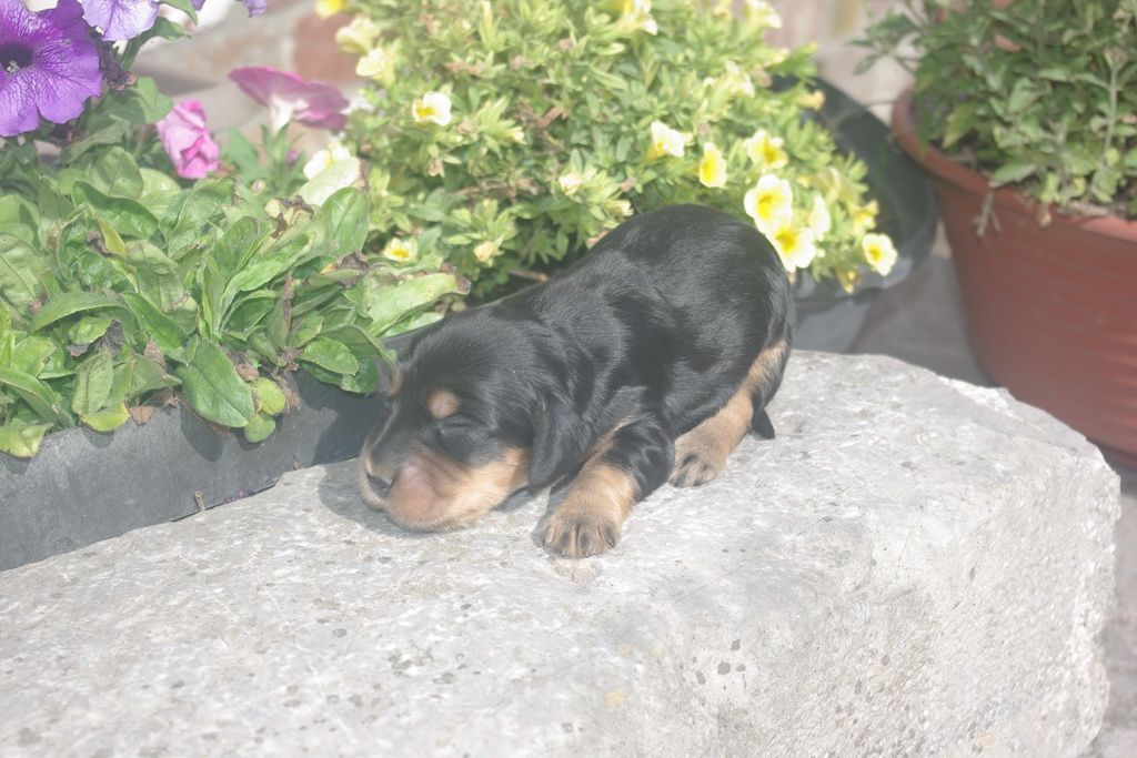 images/contenu/Chiots/Cocker/003/9-cocker_anglais_9.jpg