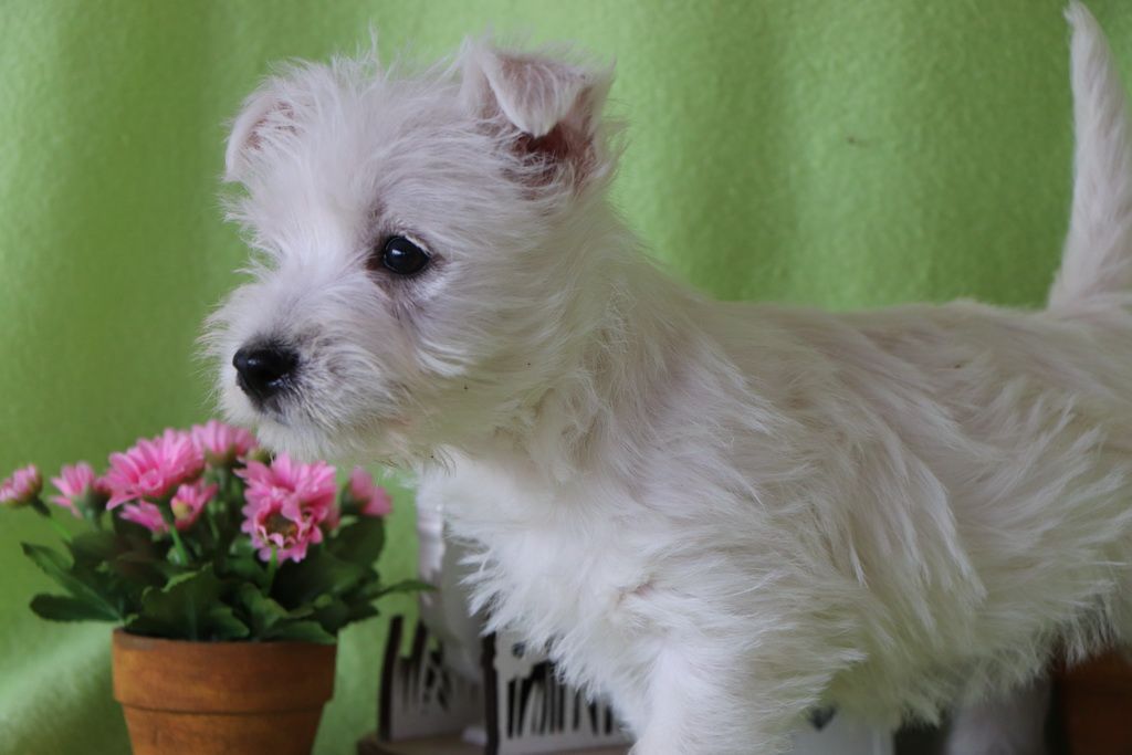 images/contenu/Chiots/westie/004/8-westie_4.jpg