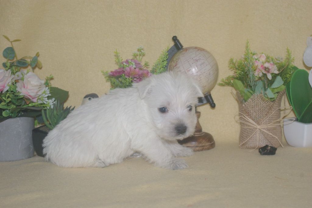 images/contenu/Chiots/westie/003/9-westie_17.jpg