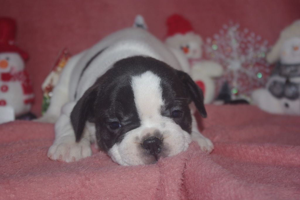 images/contenu/Chiots/Bouledogue/002/8-bouledogue_franais_7.jpg