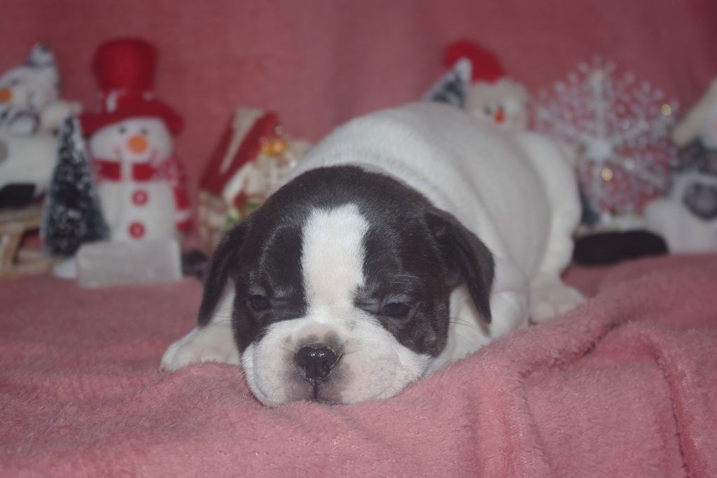 images/contenu/Chiots/Bouledogue/002/8-bouledogue_franais_8.jpg