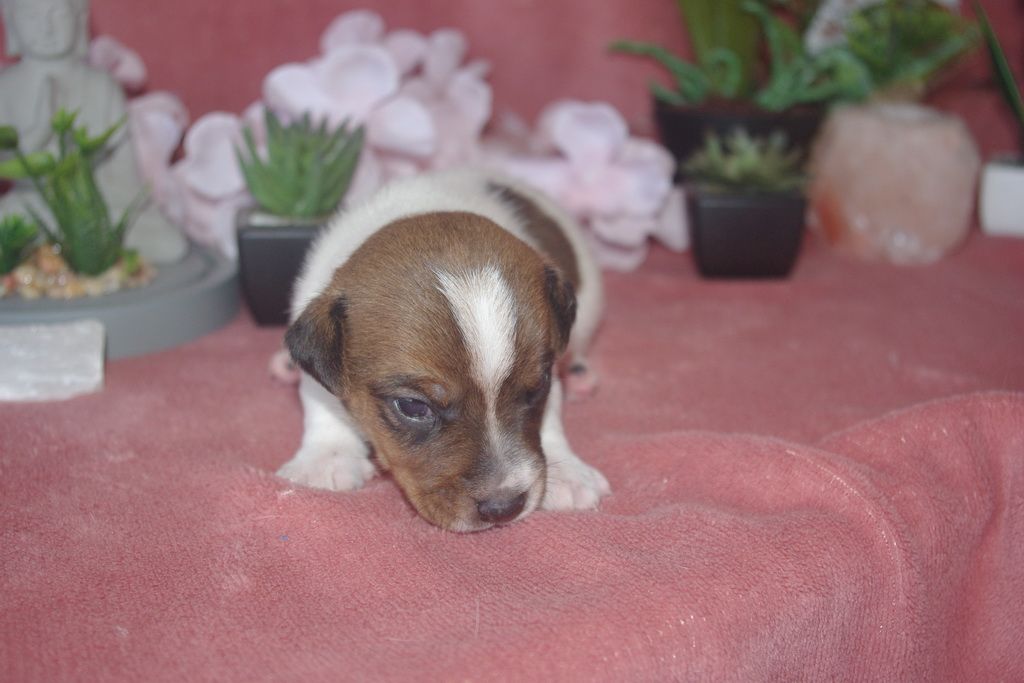 images/contenu/Chiots/jackrussel/003/9-jack_russel_14.jpg
