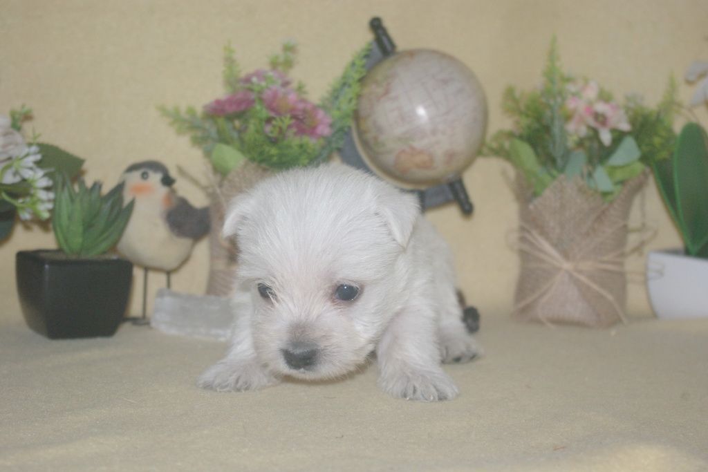 images/contenu/Chiots/westie/004/9-westie_16.jpg