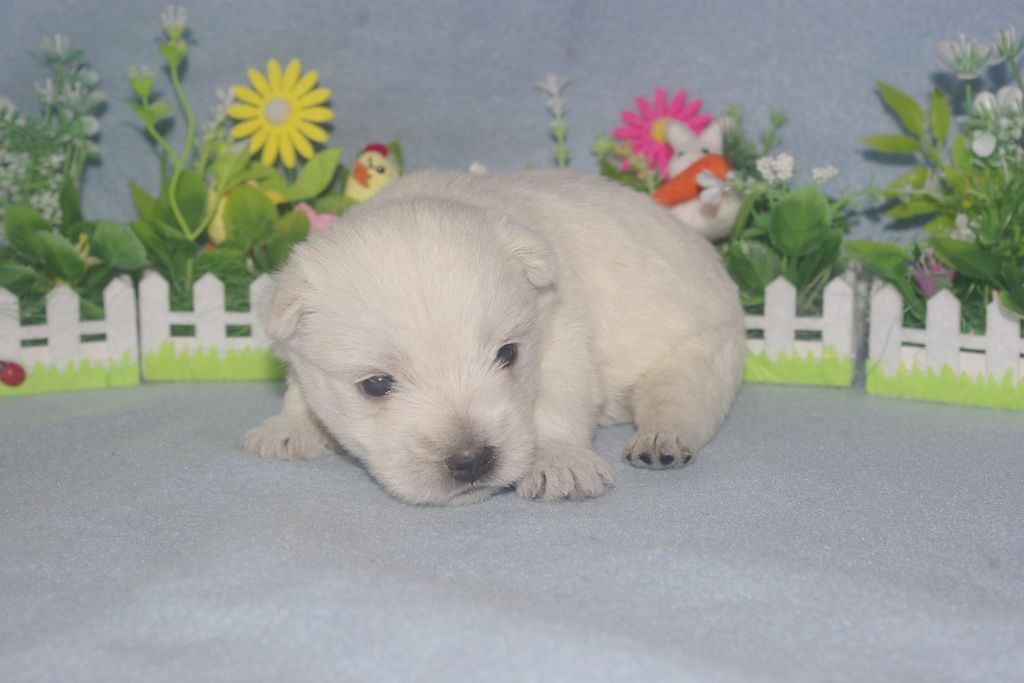 images/contenu/Chiots/westie/005/westie_002_8.jpg