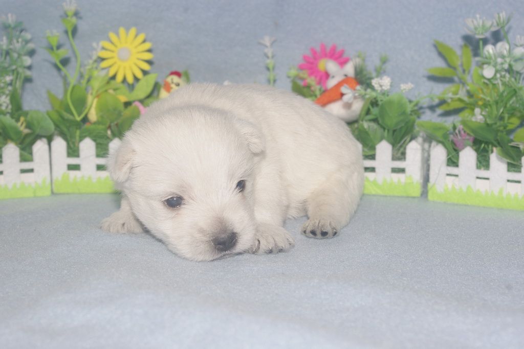 images/contenu/Chiots/westie/005/westie_002_9.jpg