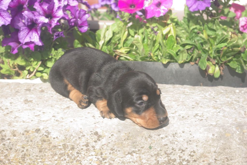 images/contenu/Chiots/teckel/004/9-teckel_3.jpg