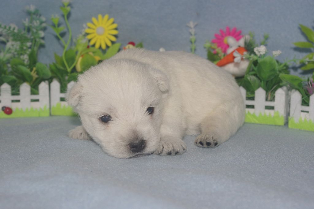 images/contenu/Chiots/westie/005/westie_002_2.jpg