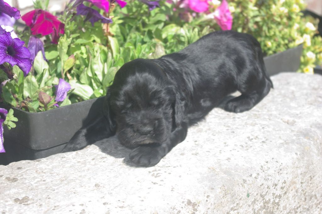 images/contenu/Chiots/Cocker/005/8-cocker_anglais_6.jpg
