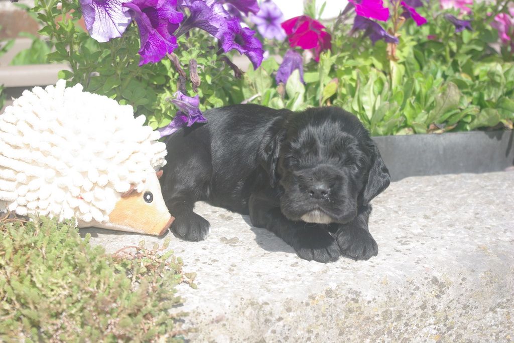 images/contenu/Chiots/Cocker/005/8-cocker_anglais_9.jpg