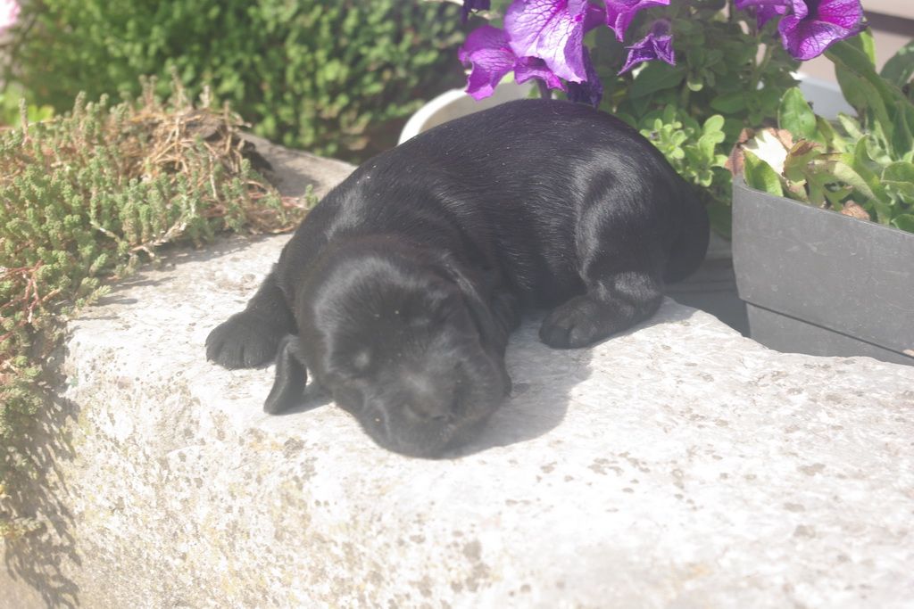 images/contenu/Chiots/Cocker/001/9-cocker_anglais_2.jpg