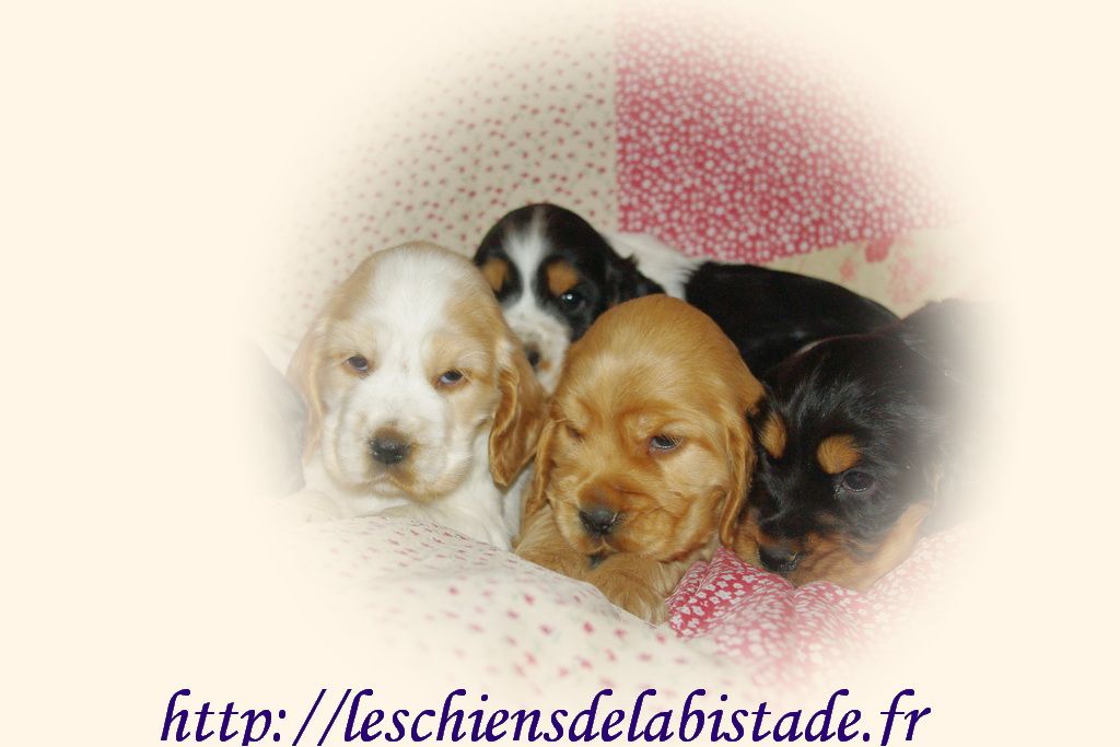 images/contenu/Chiots/Cocker/pasdechiots/cocker_anglais_20.jpg