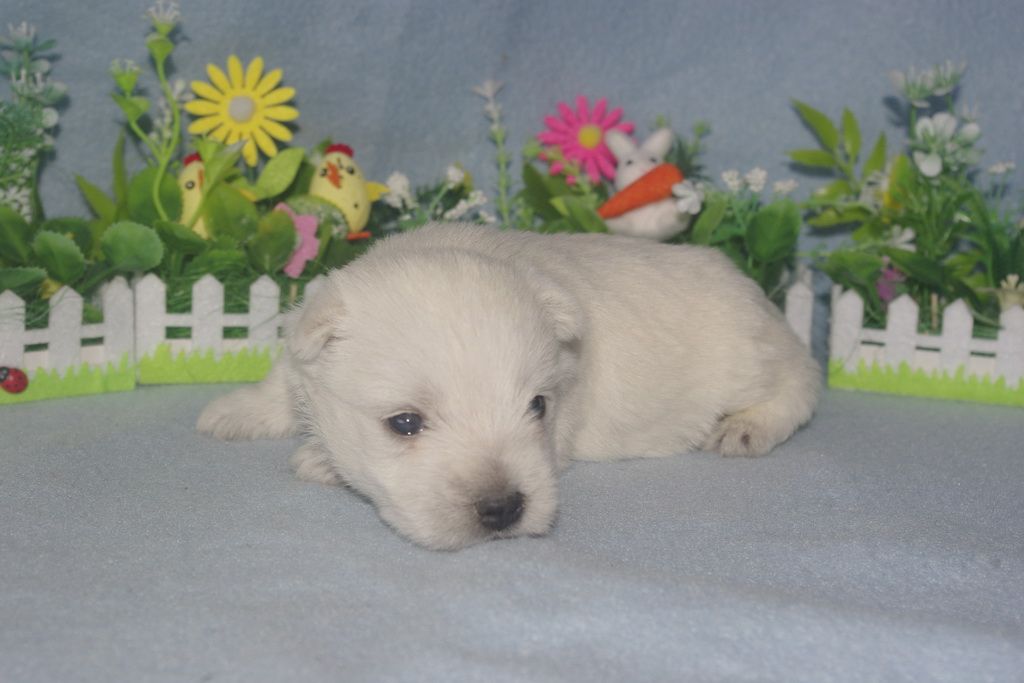 images/contenu/Chiots/westie/005/westie_002_3.jpg