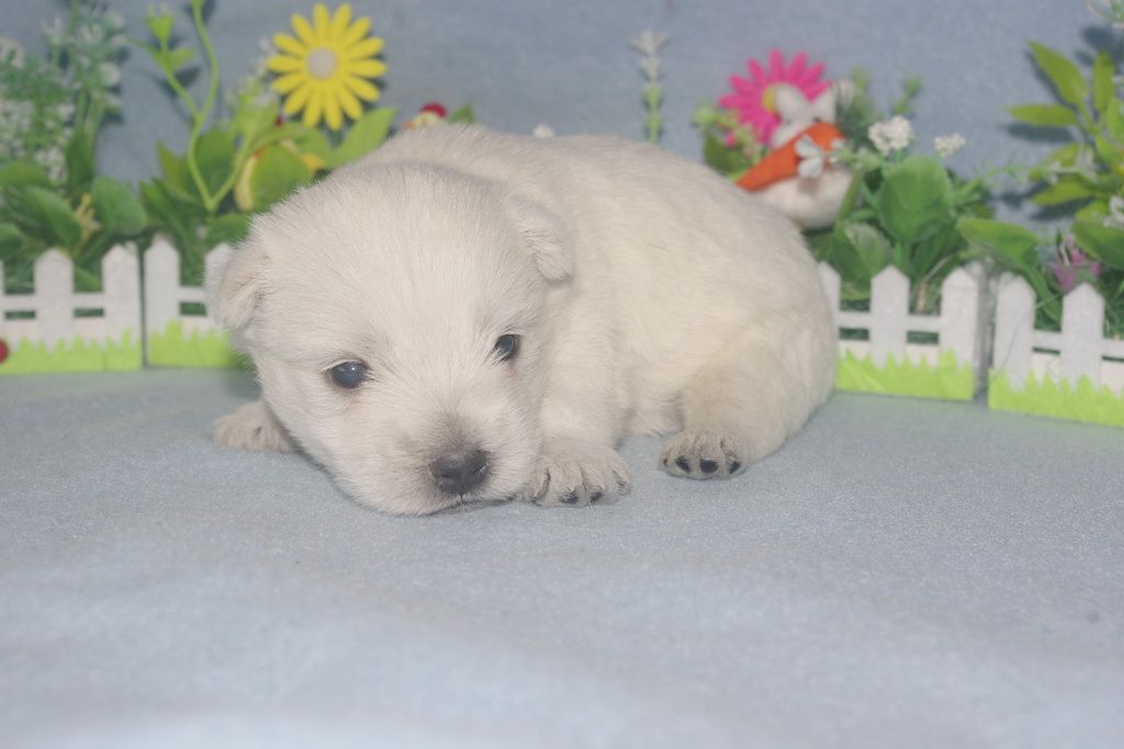 images/contenu/Chiots/westie/005/westie_002_1.jpg