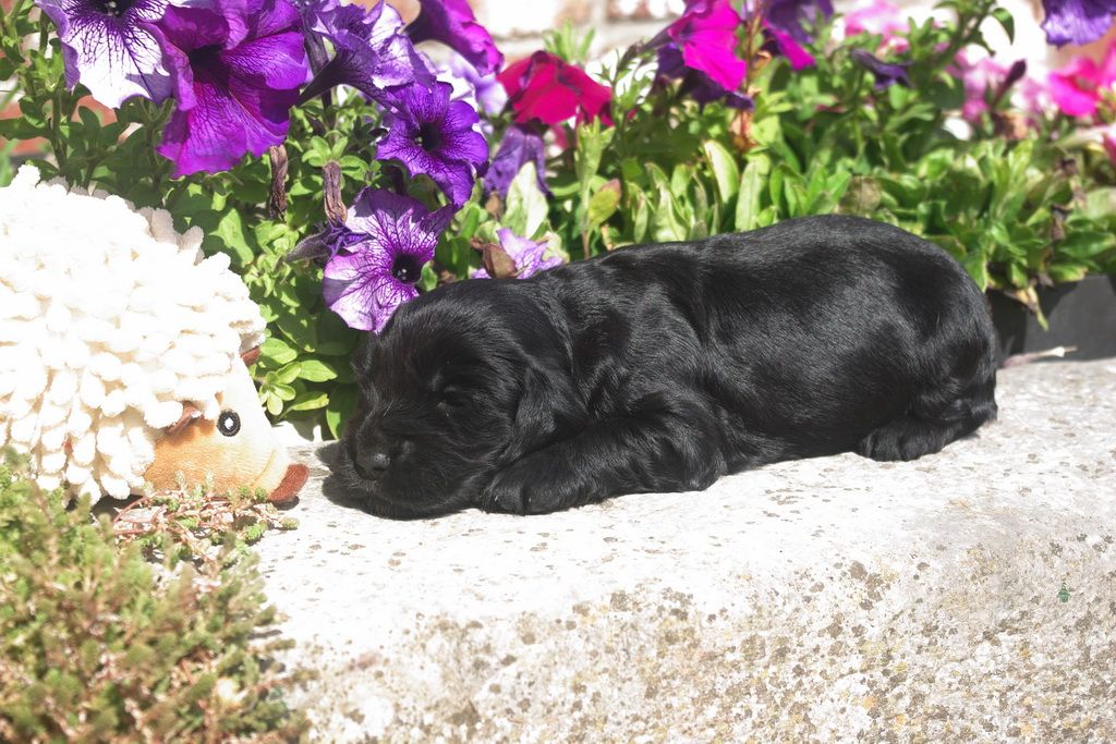 images/contenu/Chiots/Cocker/001/8-cocker_anglais_3.jpg