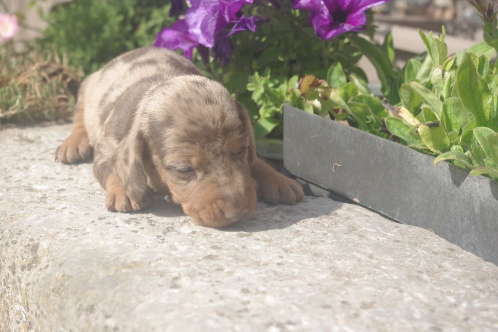 images/contenu/Chiots/teckel/003/9-teckel_10.jpg