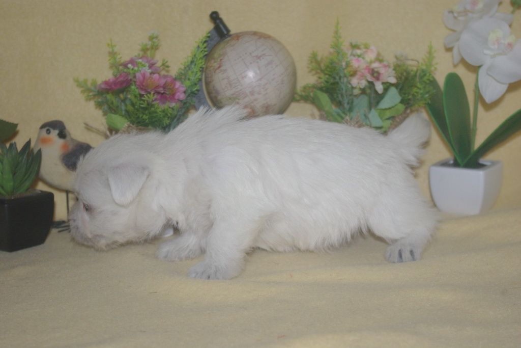 images/contenu/Chiots/westie/002/9-westie_11.jpg