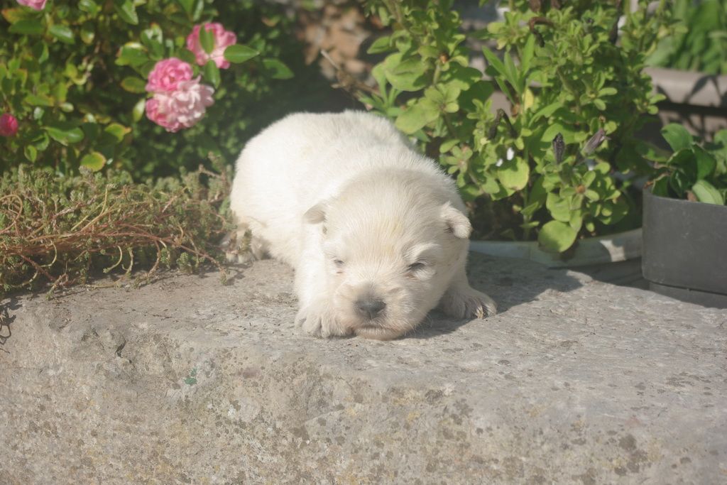 images/contenu/Chiots/westie/003/9-westie_3.jpg