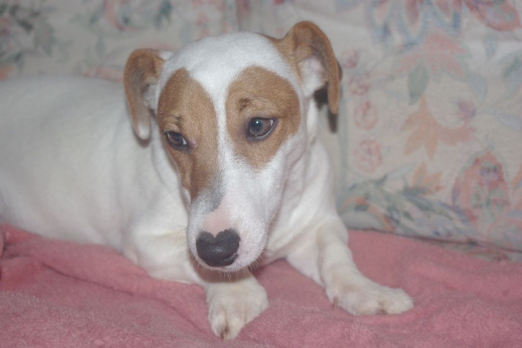 images/contenu/Chiots/jackrussel/005/5-jack_russel_2.jpg