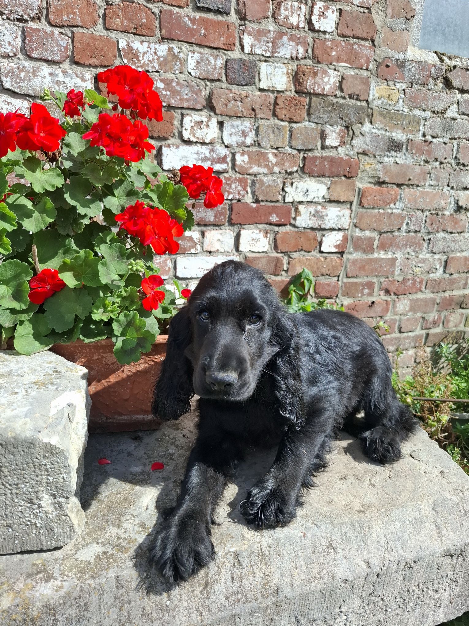 images/contenu/Chiots/Cocker/003/8-cocker_anglais_12.jpg