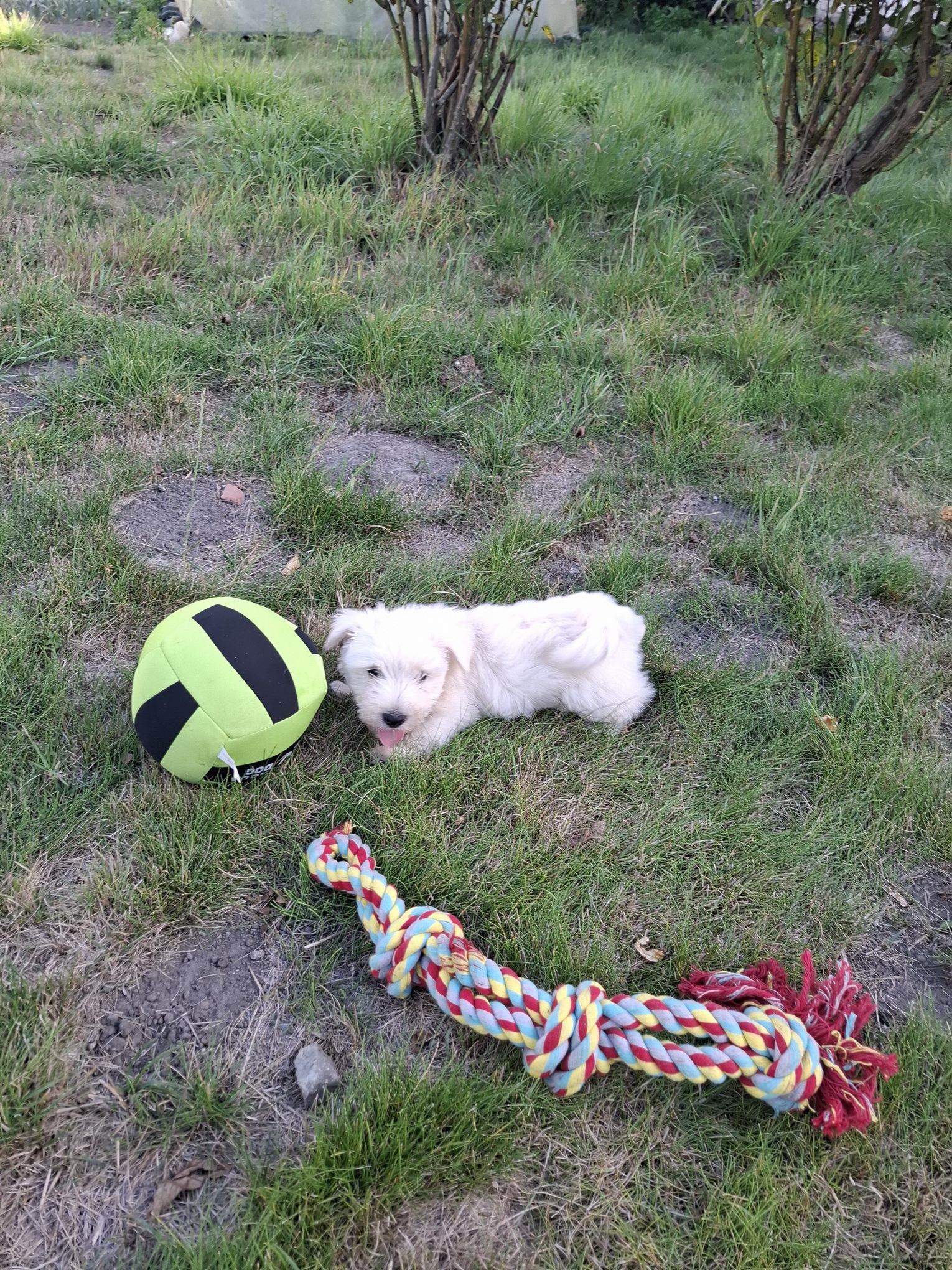 Les Chiens de la Bistade - westie 001