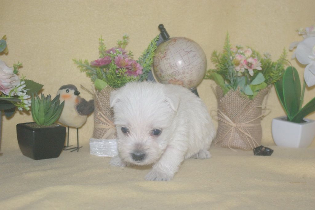 images/contenu/Chiots/westie/004/9-westie_6.jpg