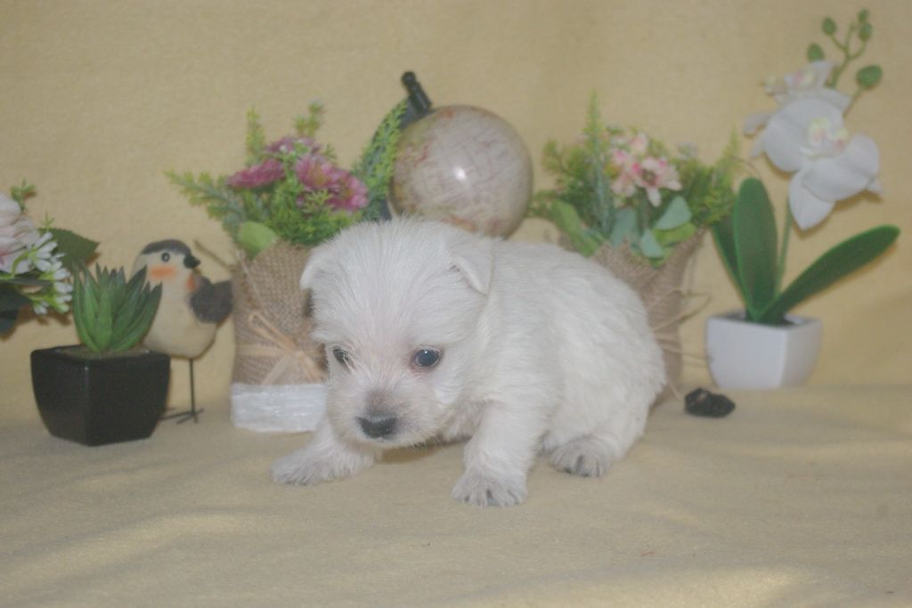 images/contenu/Chiots/westie/004/9-westie_9.jpg