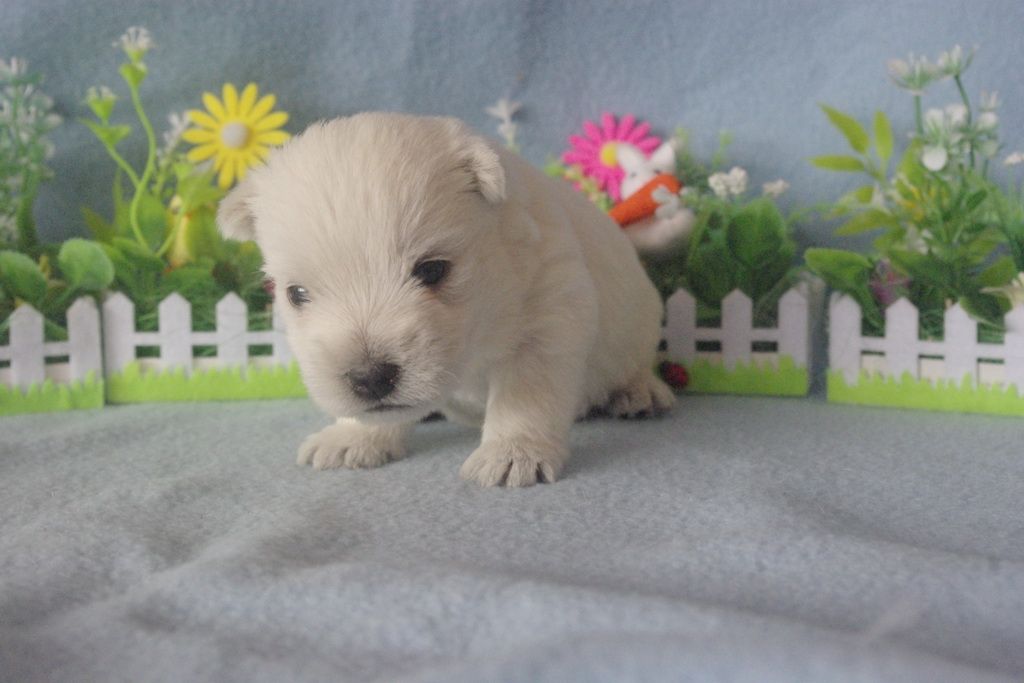 images/contenu/Chiots/westie/005/westie_002_5.jpg