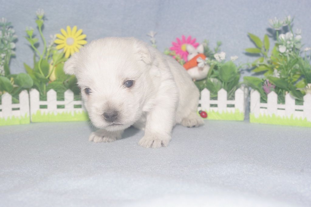 images/contenu/Chiots/westie/005/westie_002_4.jpg
