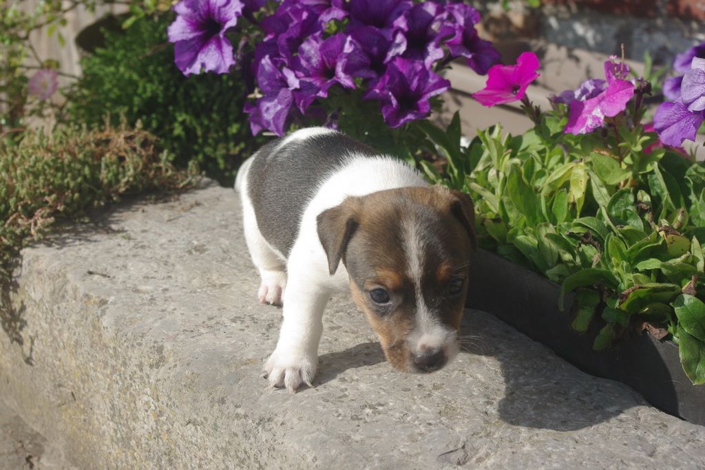 images/contenu/Chiots/jackrussel/005/8-jack_russel_17.jpg