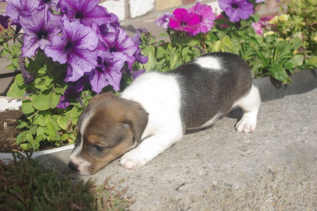 images/contenu/Chiots/jackrussel/005/8-jack_russel_8.jpg